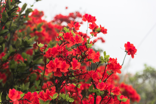 河源缺牙山盛开的映山红