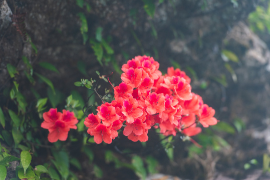 河源缺牙山盛开的映山红