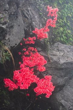 河源缺牙山盛开的映山红