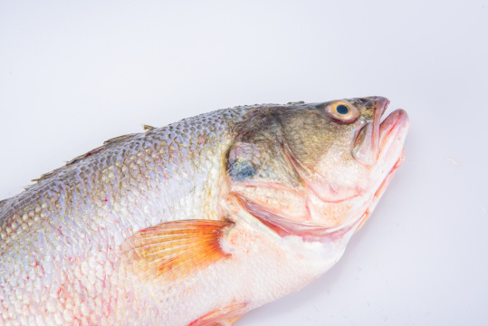 刚洗净的鲈鱼及其做清蒸的配料