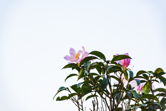 深圳罗湖小梧桐杜鹃谷的毛棉杜鹃花