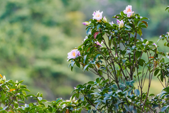 深圳罗湖小梧桐杜鹃谷的毛棉杜鹃花