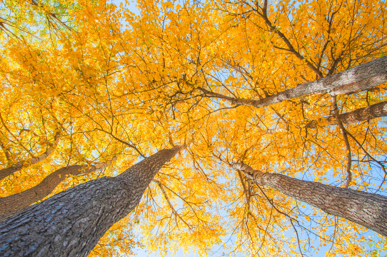 中国青海湟源县秋天早晨的金色白桦林
