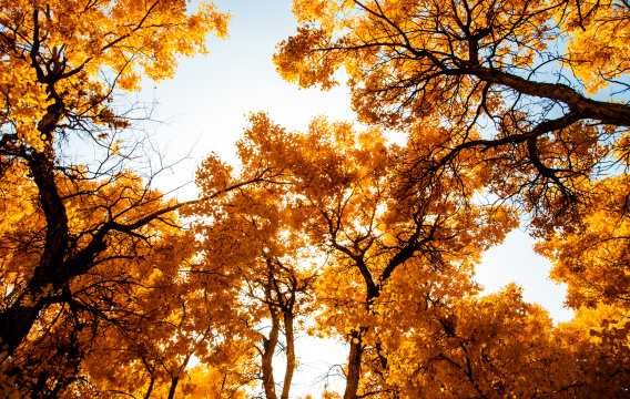 中国甘肃敦煌市的一片金色胡杨林