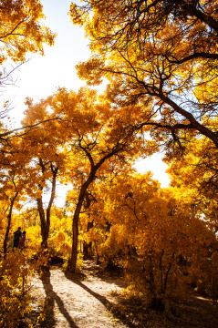 中国甘肃敦煌市的一片金色胡杨林