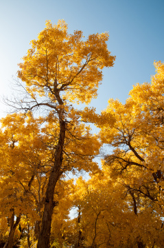 中国甘肃敦煌市的一片金色胡杨林