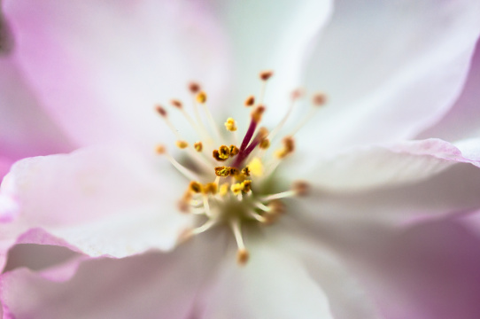 粉红色的海棠花