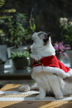 宠物摄影圣诞节的布偶猫侧脸