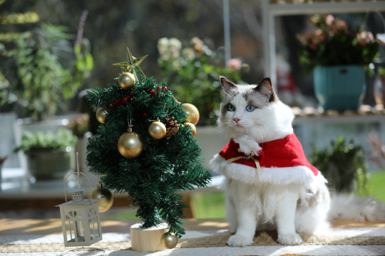 圣诞节扮演圣诞老人的布偶猫坐在桌子上