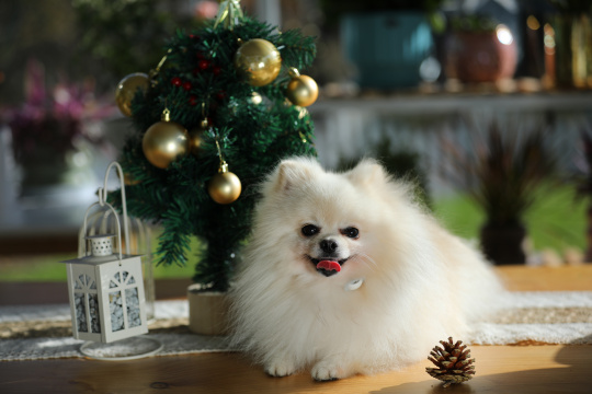 一只趴在桌上的白色博美犬和圣诞树