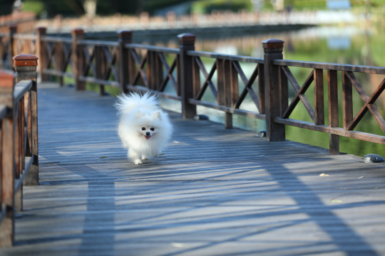 在栈道上奔跑的白色博美犬