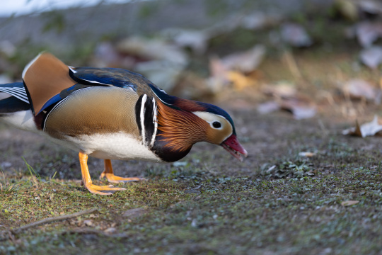 一只在地上觅食的鸳鸯