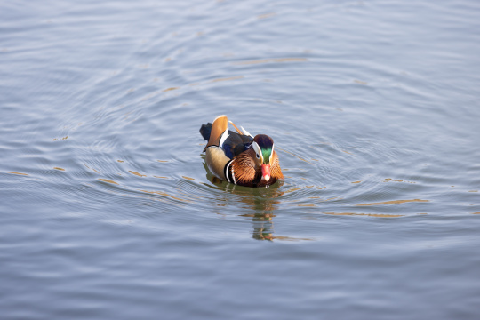 一只在湖里的鸳鸯