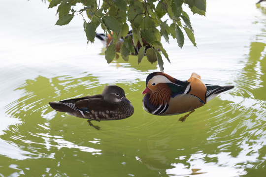 两只在湖里的鸳鸯