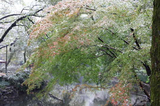 西湖花港观鱼由绿变红的枫树