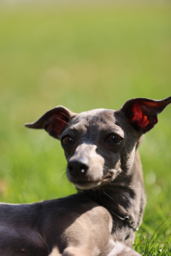 草地上的意大利小灵缇肖像