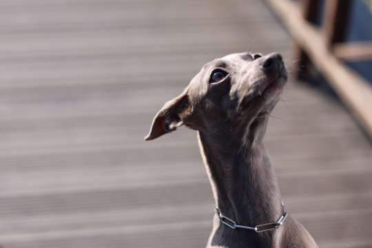 狗向别处看的特写镜头