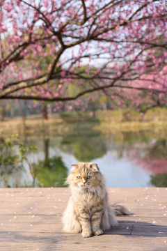 一只坐在梅花树下的金吉拉