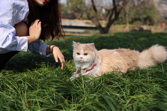 一个美女与宠物英国长毛猫的温馨互动