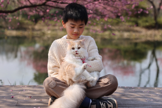 小男孩与宠物猫在梅花树下互动的温馨场景