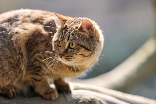 杭州西湖花港观鱼的流浪猫狸花猫