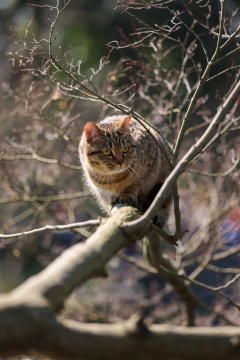 杭州西湖花港观鱼的流浪猫狸花猫