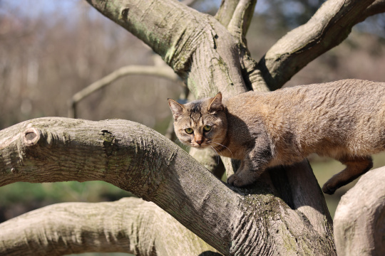杭州西湖花港观鱼的流浪猫狸花猫
