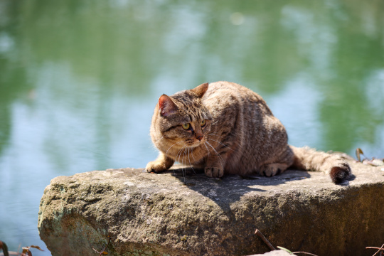 杭州西湖花港观鱼的流浪猫狸花猫