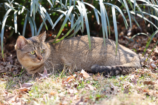杭州西湖花港观鱼的流浪猫狸花猫