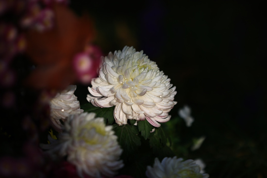 杭州植物园菊花展盛开的白色菊花特写