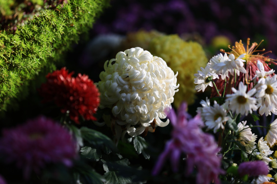 杭州植物园菊花展盛开的白色菊花特写