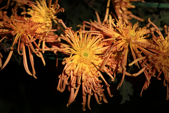 杭州植物园菊花展 橙色菊花特写