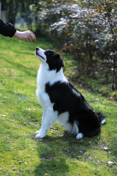 在公园里给边境牧羊犬喂零食