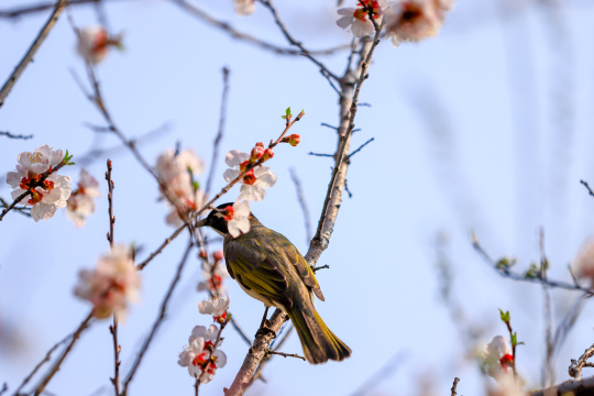 春天盛开的樱花 枝头的小鸟