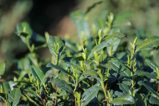 浙江杭州西湖龙井第一批长出的春茶嫩芽