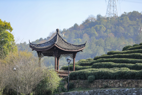 浙江杭州西湖龙井春天的茶园 头茶 明前茶
