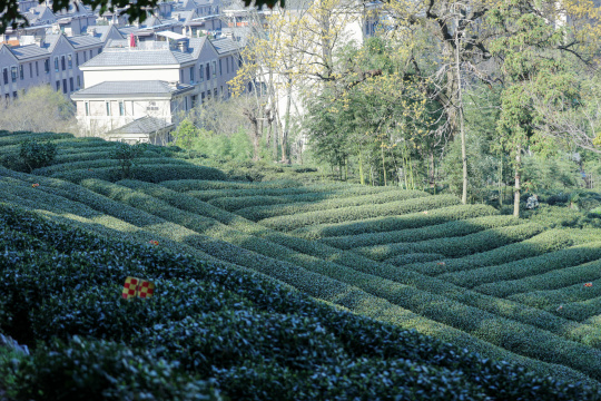 浙江杭州西湖龙井春天的茶园 头茶 明前茶