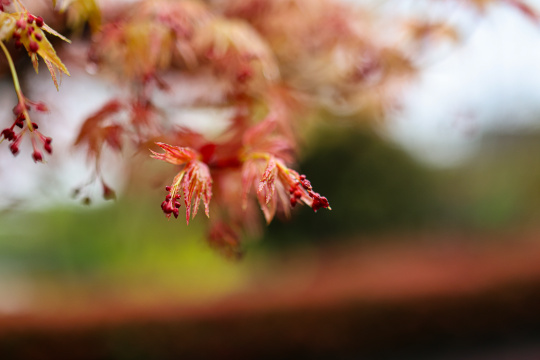 枫叶嫩芽 春天 雨水