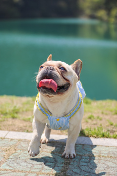 湖边的法国斗牛犬