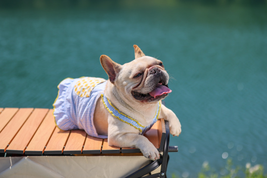 湖边的法国斗牛犬