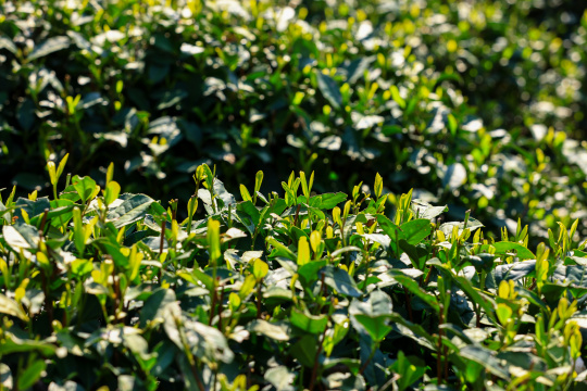 春天里的绿色有机生态茶园茶叶嫩芽