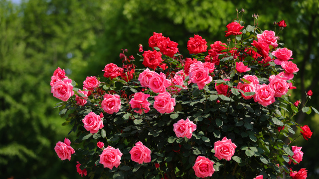 蔷薇科红色月季花
