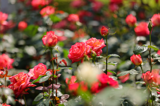 蔷薇科红色月季花