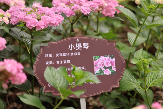 虎耳草科绣球属小提琴 绣球花