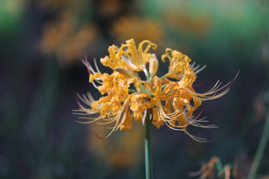 石蒜科石蒜属忽地笑