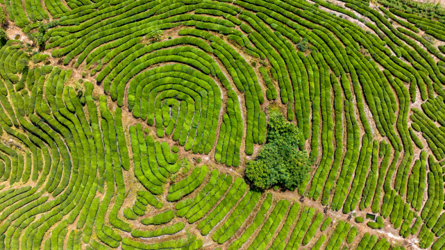 航拍福建武夷山绿色茶园 茶山