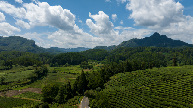 航拍武夷山绿色农田与茶园