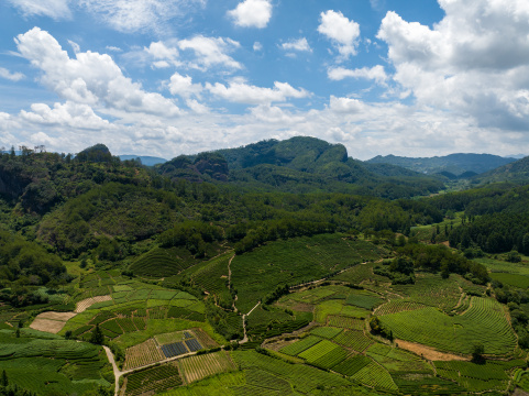 航拍福建武夷山绿色茶园 茶山