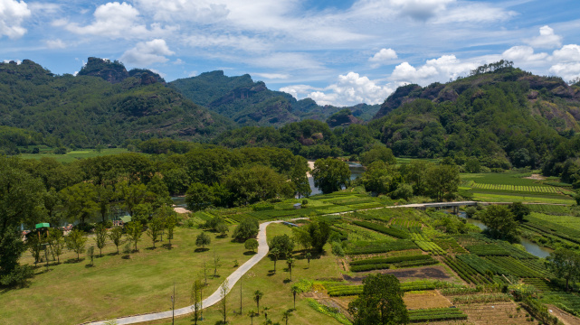 航拍福建武夷山绿色茶园 茶山