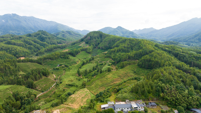 航拍武夷山绿色农田与茶园